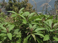 Centropogon brittonianus