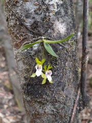 Sarcochilus australis