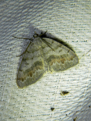Macaria loricaria