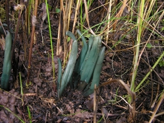 Microglossum pratense