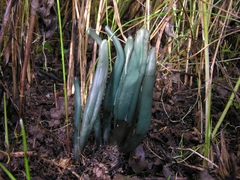 Microglossum pratense