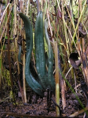 Microglossum pratense