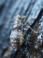 Megamelodes quadrimaculatus