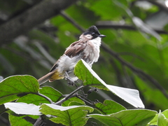 Pycnonotus xanthorrhous