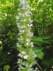 Echium pininana