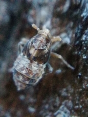 Megamelodes quadrimaculatus