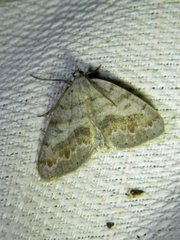 Macaria loricaria