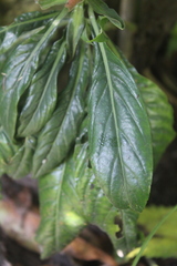 Aphelandra flava