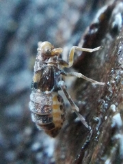 Megamelodes quadrimaculatus
