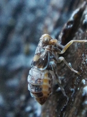 Megamelodes quadrimaculatus