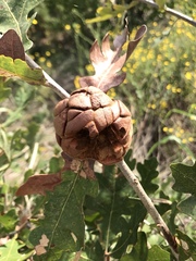 Disholcaspis spongiosa