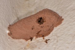 Sceliphron caementarium