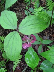 Trillium catesbaei