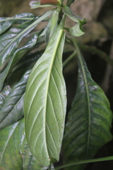 Aphelandra flava