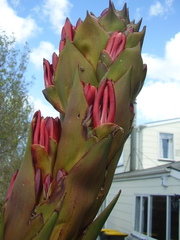 Doryanthes palmeri
