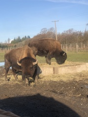 Bison