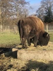 Bison