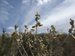 Lippia graveolens