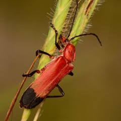 Chauliognathus lecontei