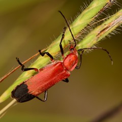 Chauliognathus lecontei