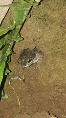 Rhinella granulosa