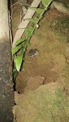 Rhinella granulosa
