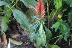 Aphelandra flava