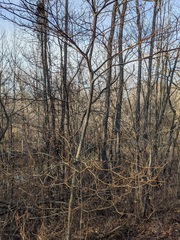 Aurantioporthe corni