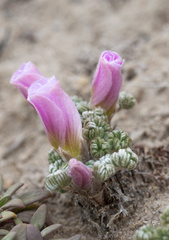Palmatifoliae