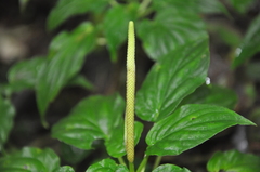 Peperomia lignescens