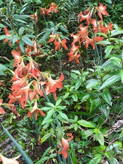 Hippeastrum