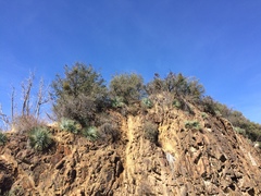 Hesperoyucca whipplei