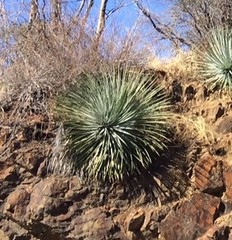 Hesperoyucca whipplei