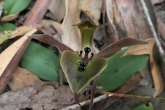 Chiloglottis gunnii
