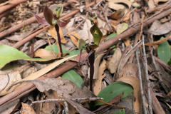 Chiloglottis gunnii