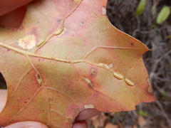 Macrodiplosis majalis