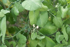 Lonicera albiflora