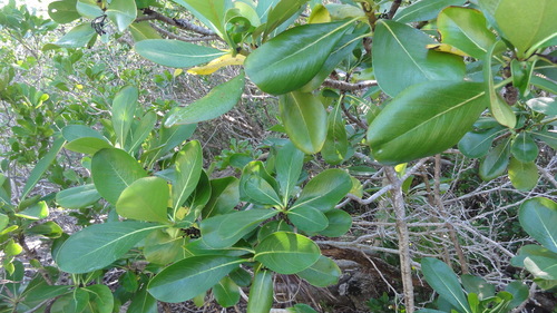 Casasia clusiifolia image