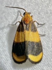 Eudesmia arida