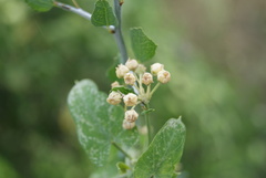 Lonicera albiflora