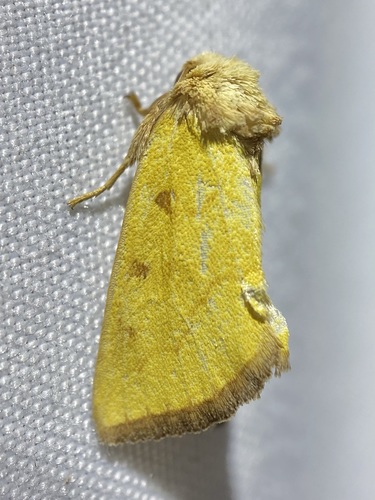 Lemon Nocloa photo 3