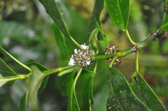 Palicourea axillaris
