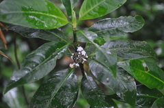 Palicourea axillaris