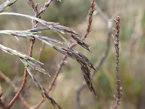 Aulonemia bogotensis