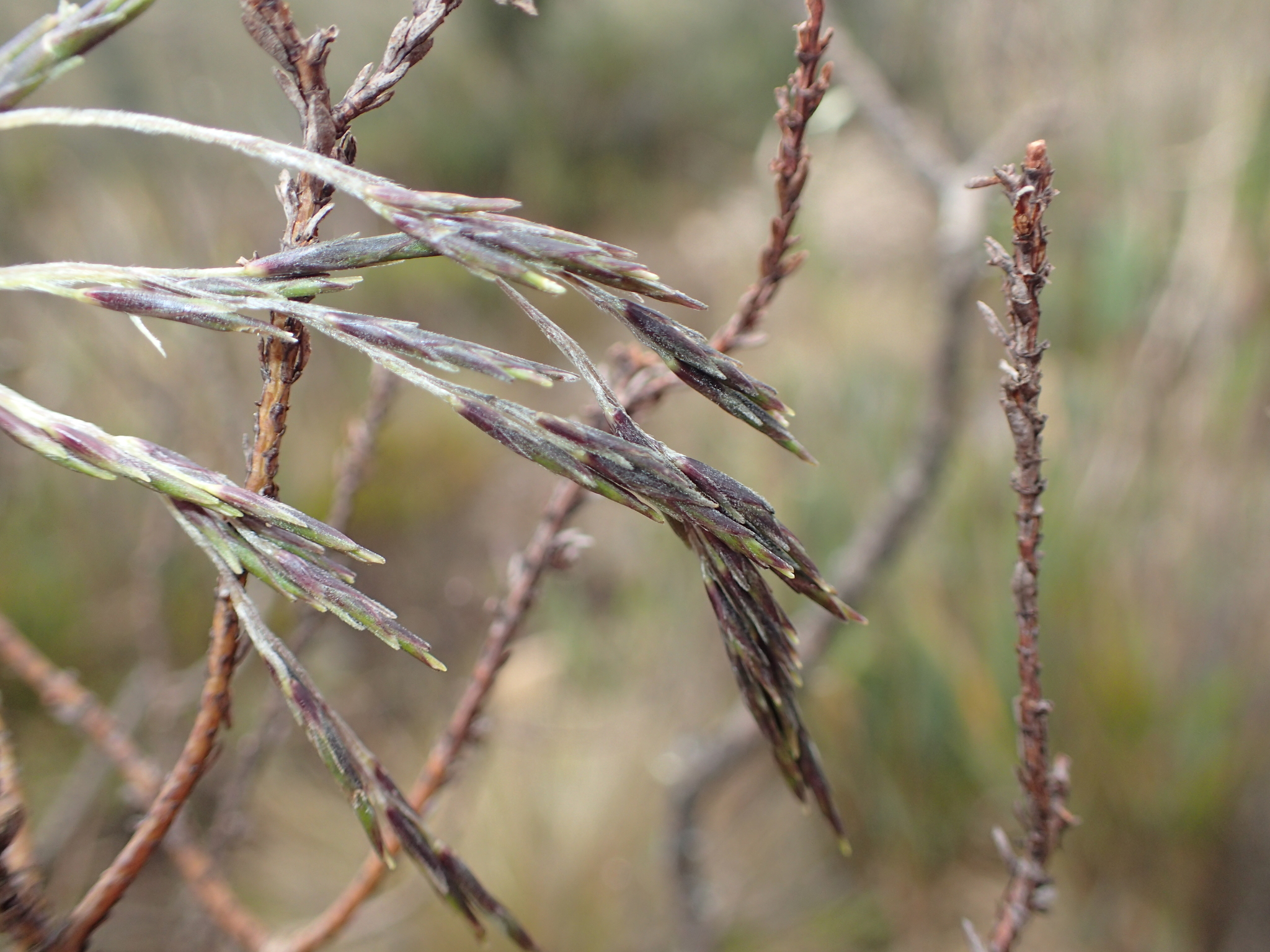 Aulonemia bogotensis
