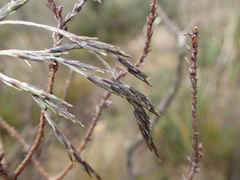 Aulonemia bogotensis