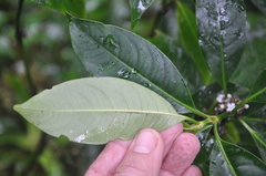 Palicourea axillaris
