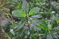 Palicourea axillaris