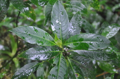 Palicourea axillaris