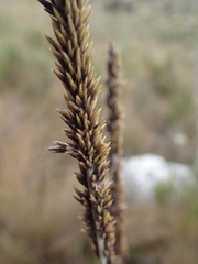 Chusquea tessellata